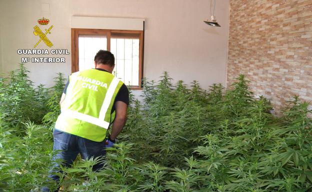 Un agente de la Benemérita entre las plantas de marihuana.