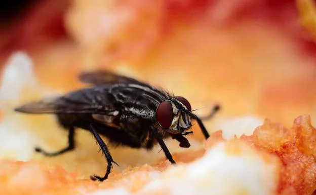 Qué pasa cuando una mosca se posa en la comida