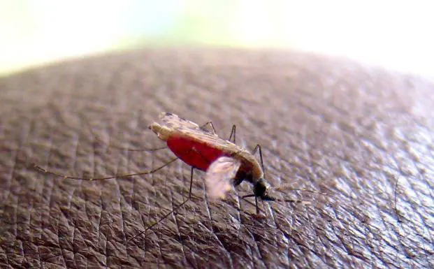 Detalle del mosquito de la especie Anopheles Gambiae, responsable de transmitir los parásitos que causan la Malaria. 
