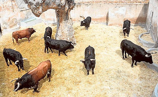 El ganado que será lidiado hoy en 'La Condomina'.