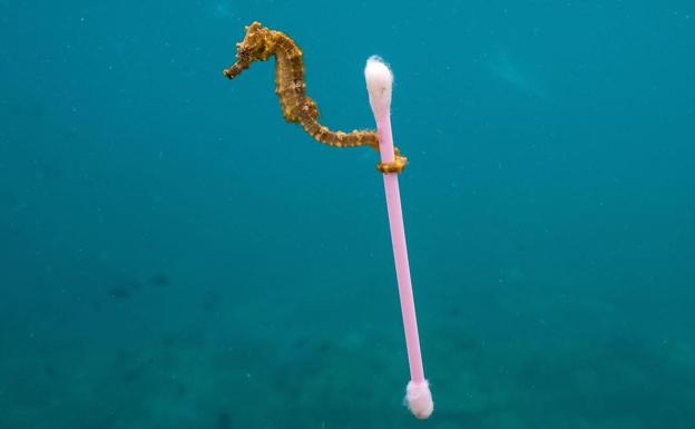 La fotografía sobre la contaminación marina que impacta a la red