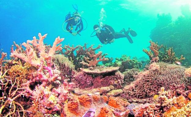 Dos submarinistas bucean sobre la Gran Barrera de Coral. En detalle, una 'charonia tritonis' devorando una estrella de mar. 