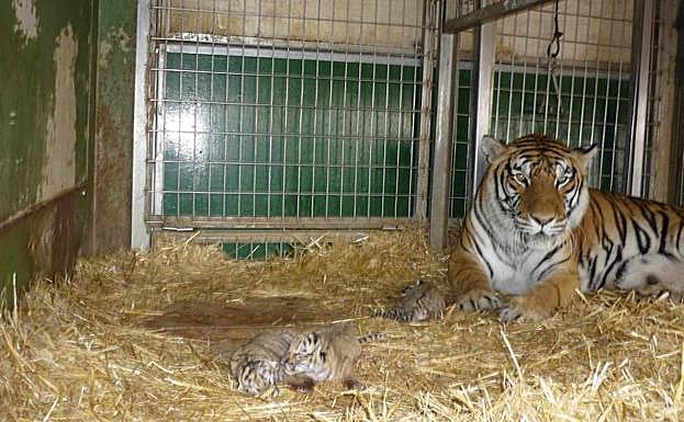 Un tigresa, junto a sus cachorros, en un carromato de circo.