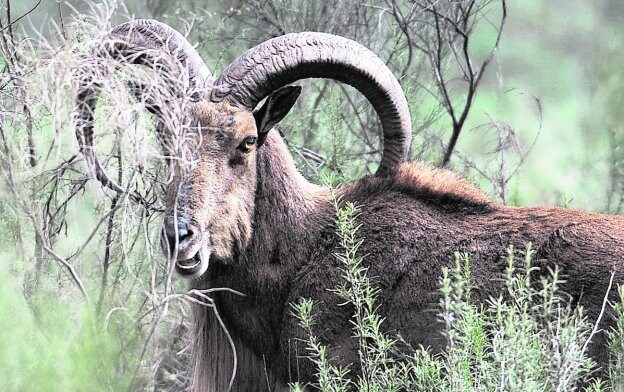 Un magnífico macho de arruí en el parque de Sierra Espuña. 