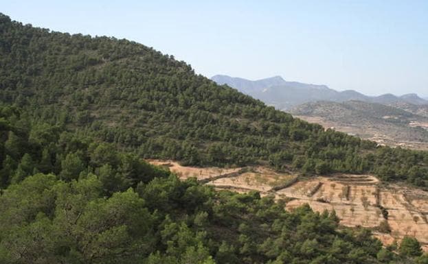 En la fotografía se aprecia cómo penetran en la Sierra de Quibas los cultivos de secano ganados al monte.