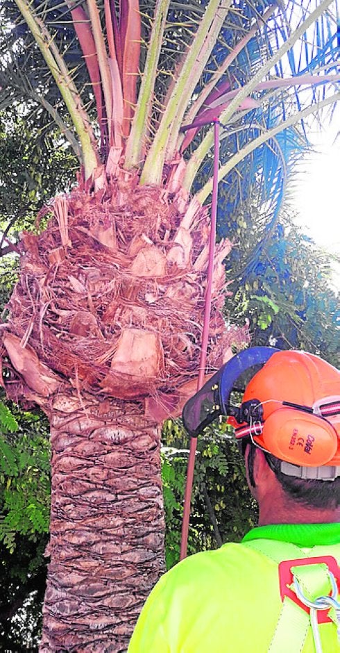 Un operario aplica el tratamiento a una palmera.