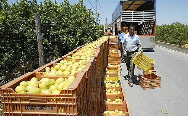 Tareas de recolección de limón fino en una finca de la Vega Media.