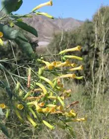 Imagen secundaria 2 - El cauce, abrigado por la Sierra de las Moreras, una de las charcas y arbustos en flor.
