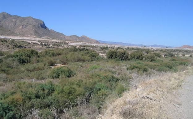 Imagen principal - El cauce, abrigado por la Sierra de las Moreras, una de las charcas y arbustos en flor.