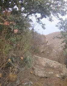 Imagen secundaria 2 - La cresta de la sierra, surcada por una senda de cazadores, un plumón de águila perdicera sobre un acebuche y un paso estrecho entre coscojas.