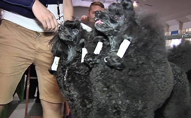 Dos ejemplares participantes en la Exposición Canina.