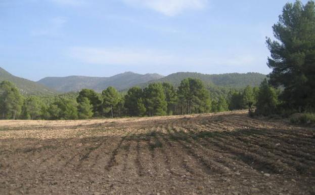 Terrenos de cultivo ganados almonte, junto a la pista forestal.