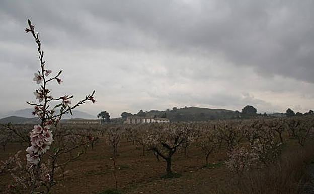 Un mar de almendros en flor y, al fondo, el caserío abandonado de los Baños de Gilico, en la orilla de la carretera Mula-Calasparra, en el Campo de Cagitán.
