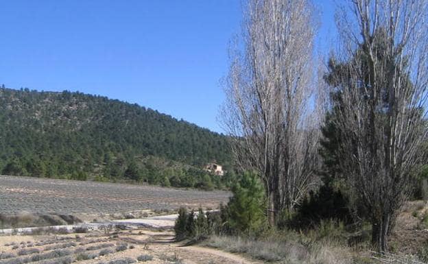 El cortijo del Pajarejo, dominando una plantación de espliego.