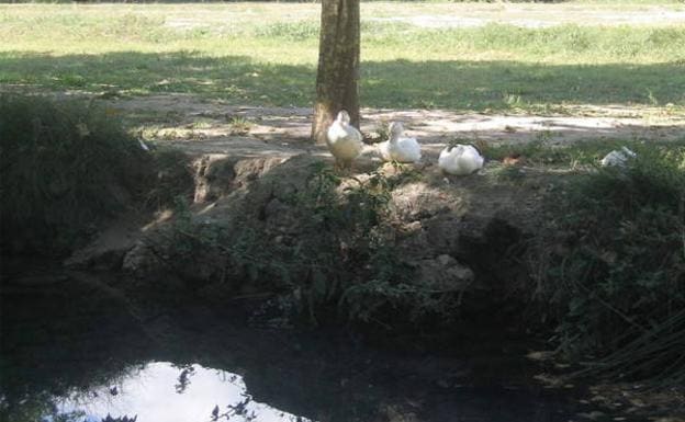 Patos junto al estanque.