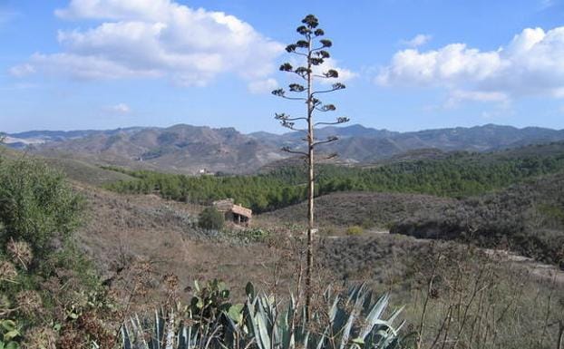 Panorámica de la Sierra de Almenara-Carrasquilla, con una acibara en primer plano.