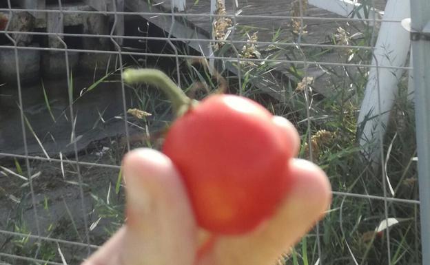 Uno de los tomates que ha crecido en las ruinas del balneario Floridablanca.