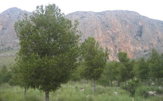 Las paredes, desde la base de la montaña.