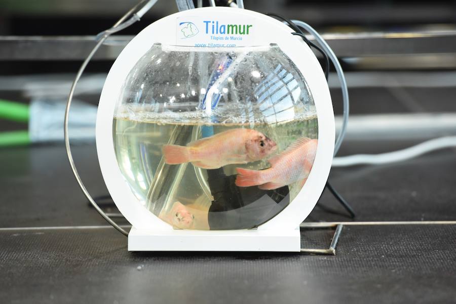 Ponencia 'Creatividad, Investigación y Desarrollo', impartida por Tomas Écija (La Maita-El Albero).