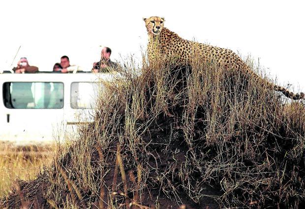 Un grupo de turistas contempla un guepardo desde un todoterreno, en la reserva keniata de Masai Mara.