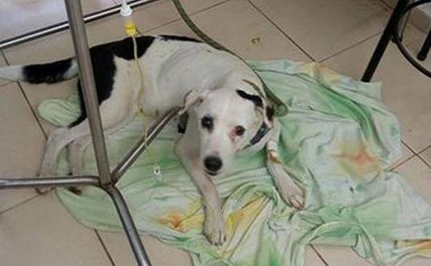 Muere un perro en el aeropuerto tras de un mes esperando a sus dueños