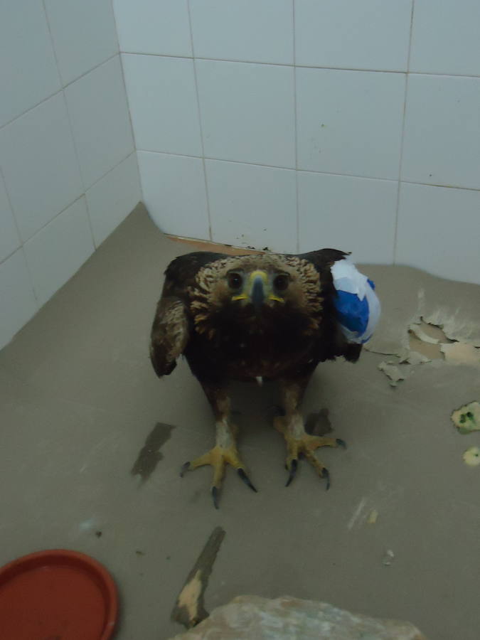 El ave de presa abatida por un cazador en el Barranco de la Hoz busca nuevos territorios tras ser rehabilitada en el Centro de Recuperación de Fauna Silvestre de El Valle