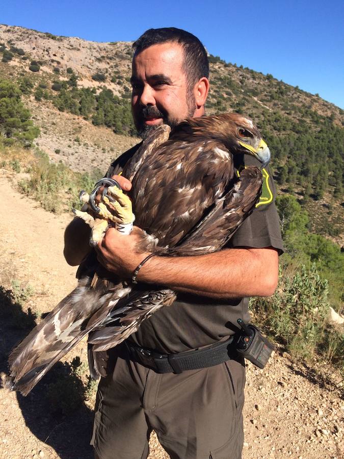 El ave de presa abatida por un cazador en el Barranco de la Hoz busca nuevos territorios tras ser rehabilitada en el Centro de Recuperación de Fauna Silvestre de El Valle