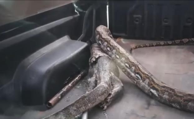 Una pitón regurgita un caimán en Tailandia
