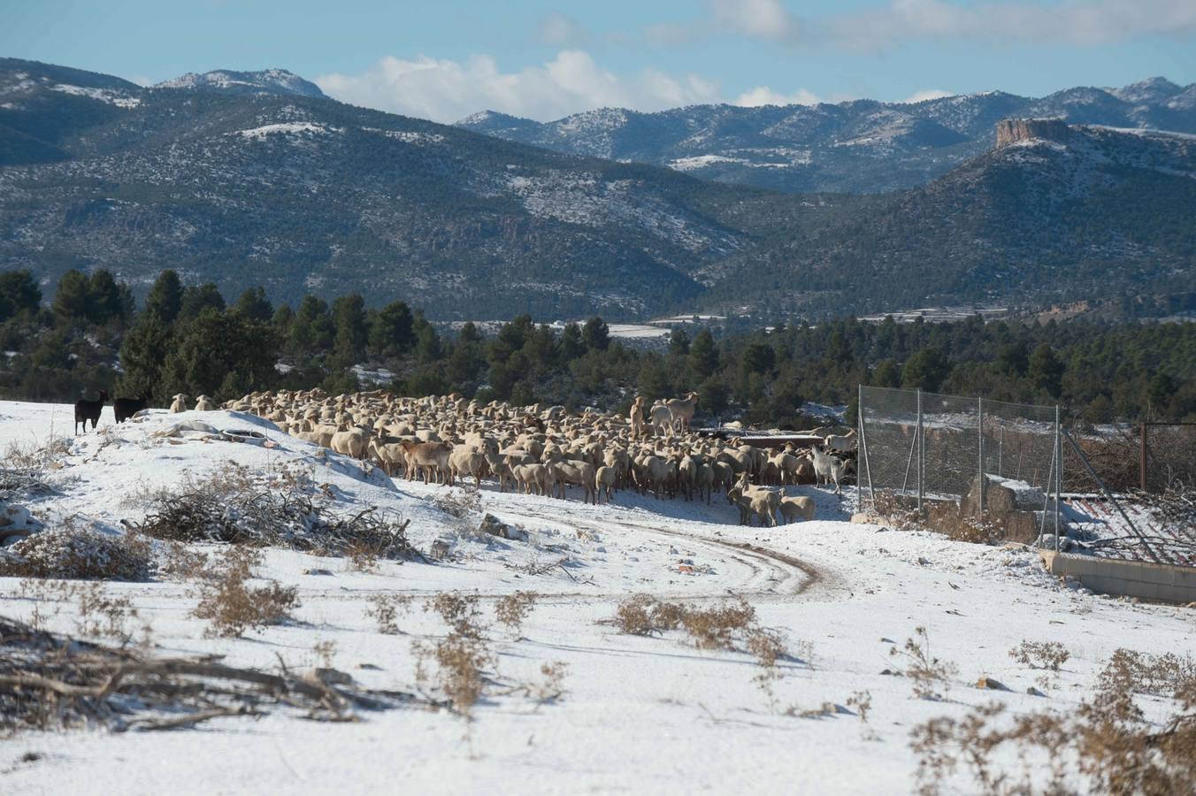 Las sierras de La Muela, del Cerezo, Los Álamos y Villafuerte y las pedanías altas de Moratalla y Caravaca se tiñen de blanco