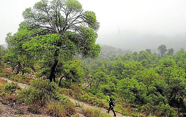 Una persona camina por el bosque de la Sierra de Burete, en el término municipal de Cehegín.