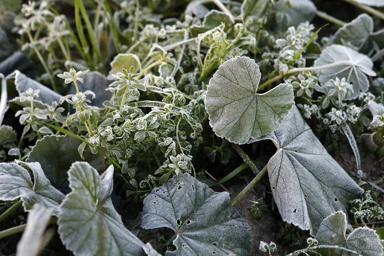 Las heladas han provocado daños millonarios en los cultivos, principalmente en la zona del Guadalentín y el Campo de Cartagena 