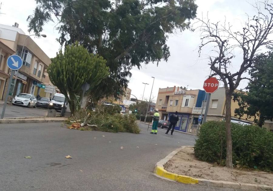 Un árbol caído en Los Barreros, Cartagena