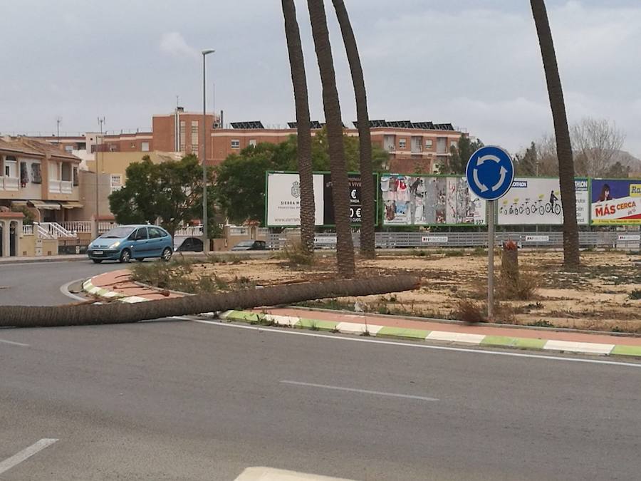 Una palmera caída en la rotonda 1900 de Cartagena