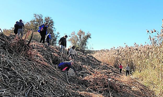 Reforestación de la ribera del río, aguas arriba de La Contraparada.