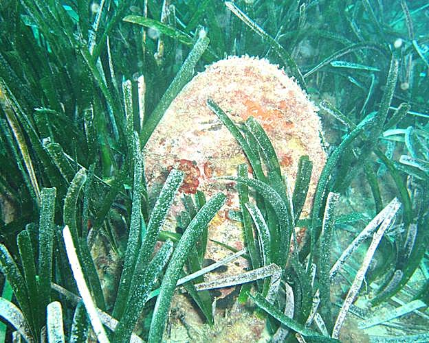 Una nacra ('Pinna nobilis') crece entre una pradera de posidonia, en el medio natural.