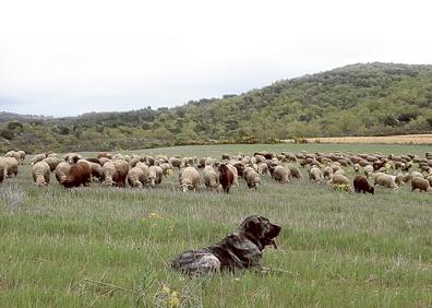 Imagen secundaria 1 - Un mastín permanece junto a su rebaño, mientras pasta en territorio abierto (izq.) Vista panorámica de Valdavido y sus alrededores (der.)