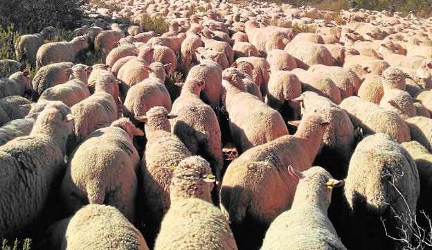 Rebaño de ovejas recorren una vía pecuaria
