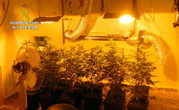 Plantación de marihuana en el interior de la vivienda. 