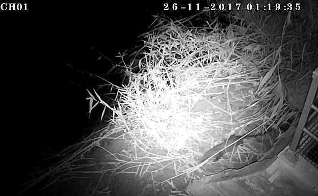 Una nutria en la Contraparada del río Segura