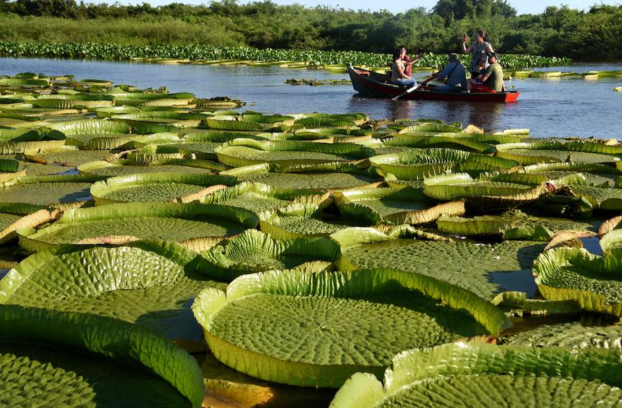 Estas plantas acuáticas son consideradas en Paraguay un tesoro nacional. Cada tres o cuatro años se produce una gran explosión poblacional y alcanzan un tamaño de metro y medio de diámetro