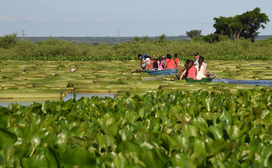 Estas plantas acuáticas son consideradas en Paraguay un tesoro nacional. Cada tres o cuatro años se produce una gran explosión poblacional y alcanzan un tamaño de metro y medio de diámetro