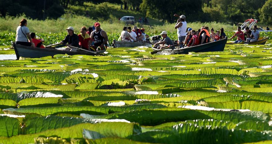 Estas plantas acuáticas son consideradas en Paraguay un tesoro nacional. Cada tres o cuatro años se produce una gran explosión poblacional y alcanzan un tamaño de metro y medio de diámetro