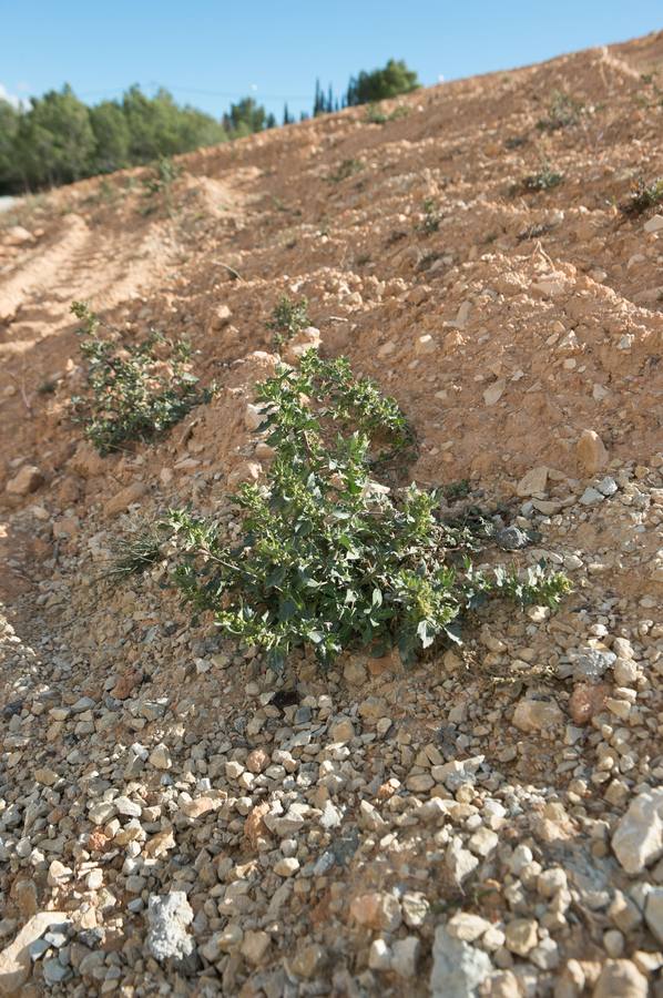 El Gobierno valenciano estudia aportar 1,3 millones; en febrero se retomarán los trabajos desmantelando una balsa de lixiviados