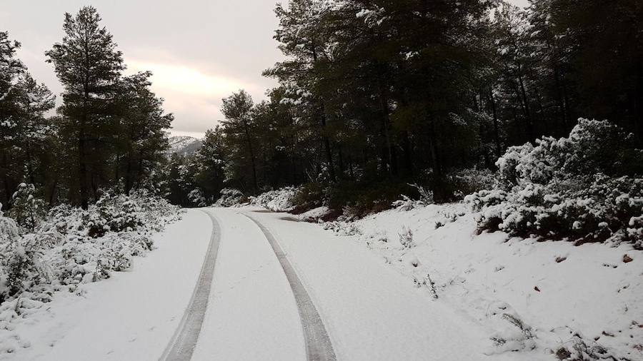 En Bullas y en Mula, la nevada también dejó los campos teñidos de blanco. 