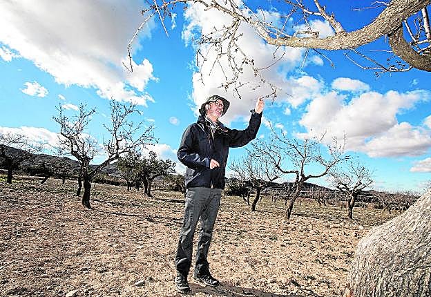 El catedrático de Producción Vegetal de la UPCT en un campo de almendros de la diputación cartagenera de Tallante.