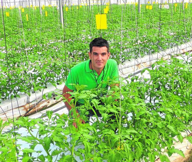 Francisco Javier Calvo, en el interior de un invernadero.