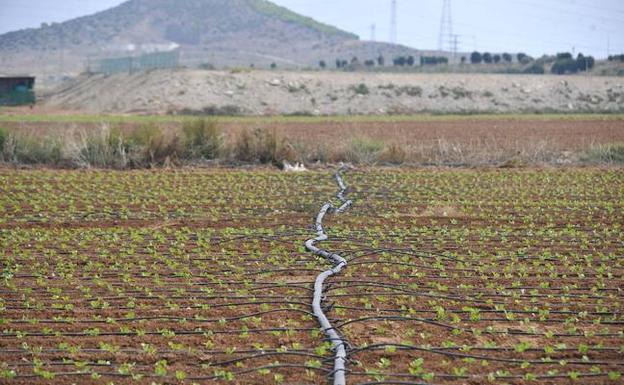 Sistema de riego por goteo en una explotación del Campo de Cartagena.