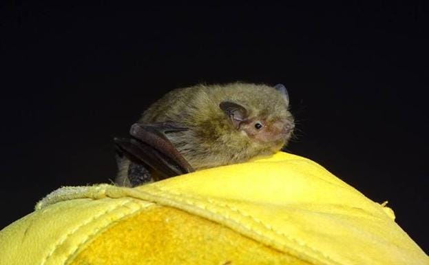 Murciélago de Cabrera, una de las especies detectadas en los nuevos refugios.