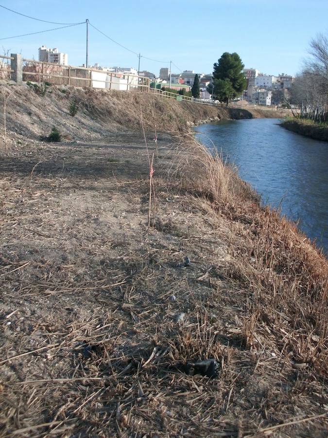 El Paseo Ribereño de Cieza es un secarral pese a que el proyecto incluía la plantación de miles de árboles. El Ayuntamiento acusa a Acuamed de entregar la obra con la vegetación seca y la empresa pública alega problemas técnicos, vandalismo y una plaga de insectos