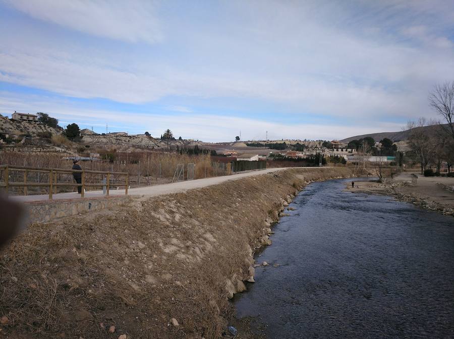 El Paseo Ribereño de Cieza es un secarral pese a que el proyecto incluía la plantación de miles de árboles. El Ayuntamiento acusa a Acuamed de entregar la obra con la vegetación seca y la empresa pública alega problemas técnicos, vandalismo y una plaga de insectos